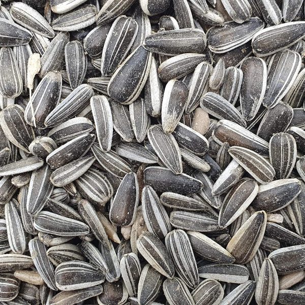 Versele Laga Sunflower Seeds Striped for Birds Discount