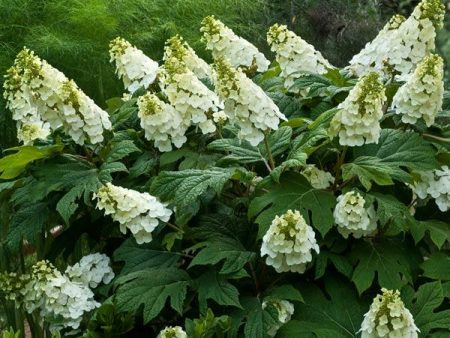 Alice Oakleaf Hydrangea Online