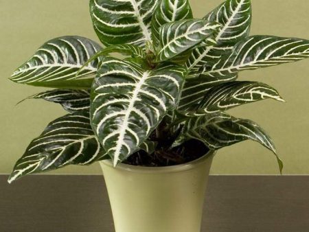 Zebra Plants For Discount