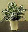 Zebra Plants For Discount