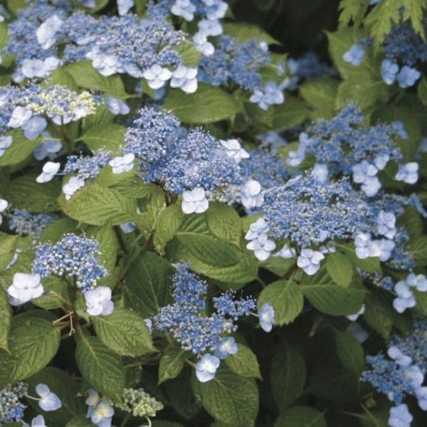 Blue Billow Hydrangea Shrubs Cheap