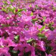 Azalea Karen Shrubs on Sale