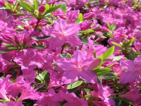 Azalea Karen Shrubs on Sale