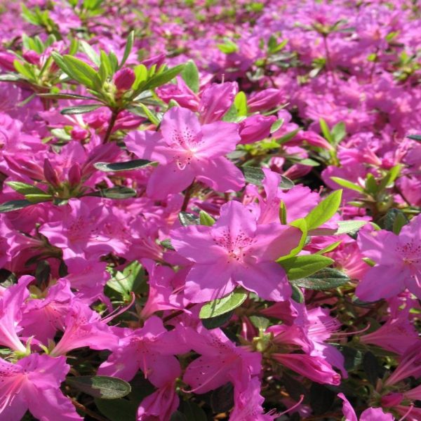 Azalea Karen Shrubs on Sale