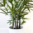 Lady Palm For Discount