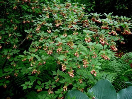 Red Vein Enkianthus Shrubs Hot on Sale