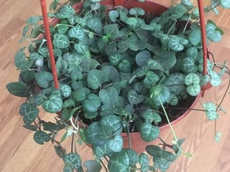 String of Hearts Plants Cheap