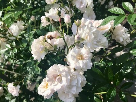 White Lady Banks Climbing Rose For Cheap