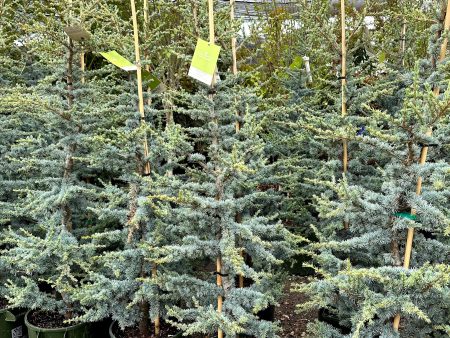 Horstmann  Blue Atlas Cedar Cheap