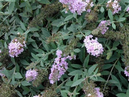 Lo and Behold Lilac Chip Butterfly Bush Shrubs For Sale