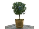 Rosemary Ball Topiary Hot on Sale