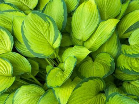 Stained Glass Hosta Plant Fashion