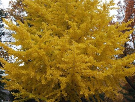 Ginkgo Autumn Gold Trees Online