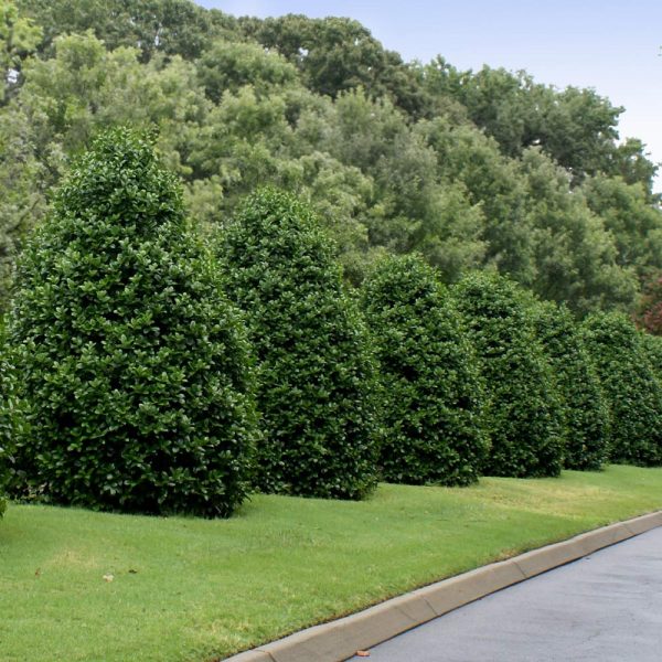 Greenleaf American Holly Shrub Online Hot Sale