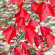 Red Sunset Maple Tree Online now