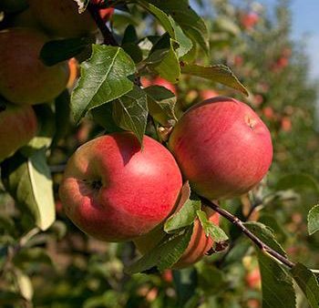 Anna Apple Tree on Sale