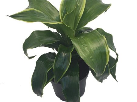 Dracaena Dorado Plants Discount