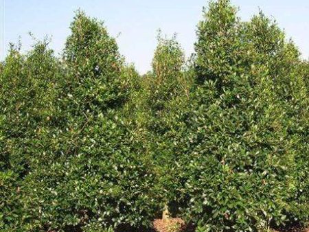 Foster Holly Tree Hot on Sale