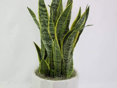 Snake Plants Cheap