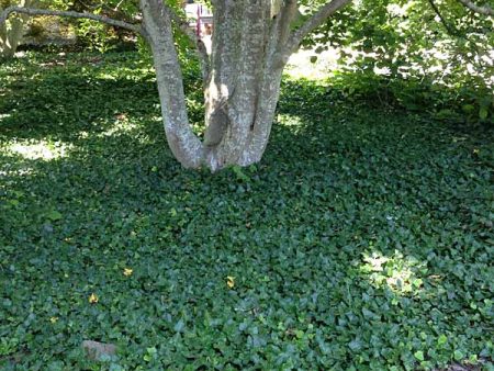 English Ivy Vine Sale