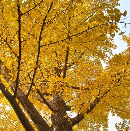 Ginkgo Tree Online Hot Sale