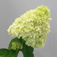 Magical® Candle Hydrangea Shrub For Cheap