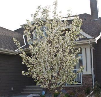 Spring Snow Flowering Crabapple Tree For Sale