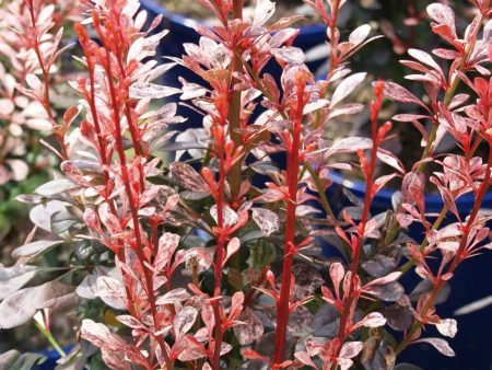 Rosy Rocket Barberry Shrubs Supply