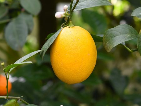 Sweet Kumquat Tree Supply