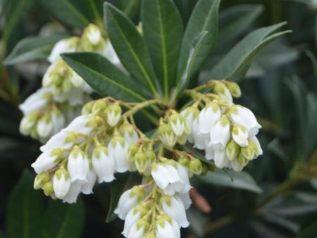 Temple Bells Pieris Shrubs Cheap