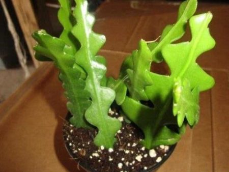 Ric Rac Cactus Plants For Discount