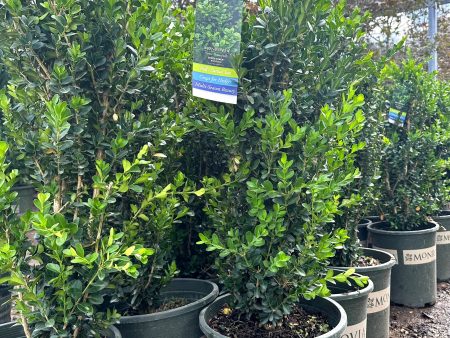 Green Tower® Boxwood Online Hot Sale