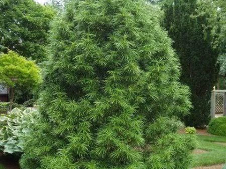 Umbrella Pine Trees Discount