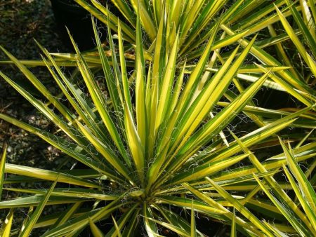 Color Guard Yucca Shrubs on Sale