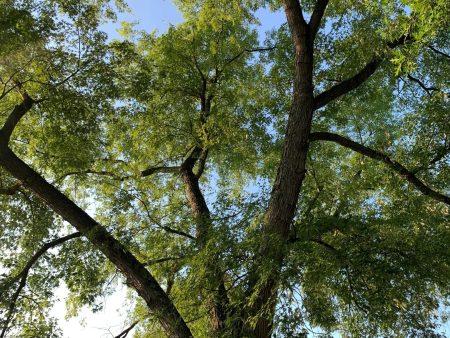 Silver Maple Tree Online