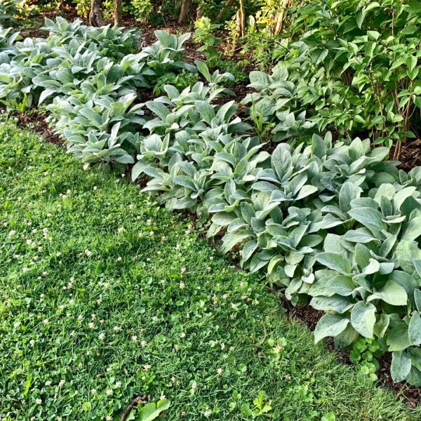 Lamb s Ear Online