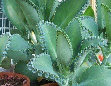 Kalanchoe Mother of Thousands Plant Discount