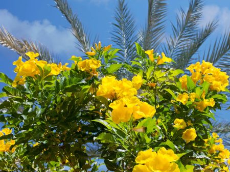 Golden Treasure Trumpet Vine Online Sale