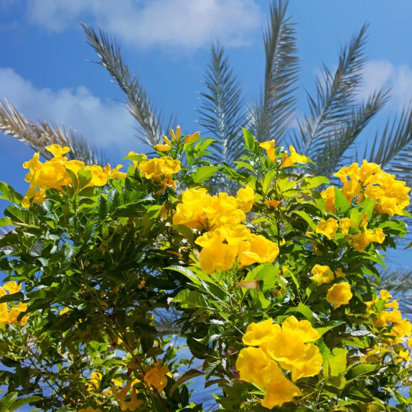 Golden Treasure Trumpet Vine Online Sale