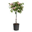 Thai Delight Bougainvillea Supply