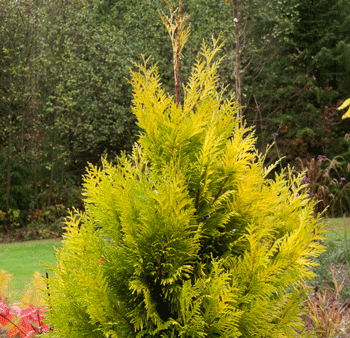 Forever Goldie Arborvitae Tree Sale