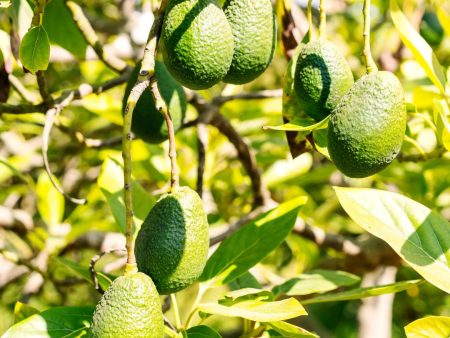 Hass Avocado Tree Discount