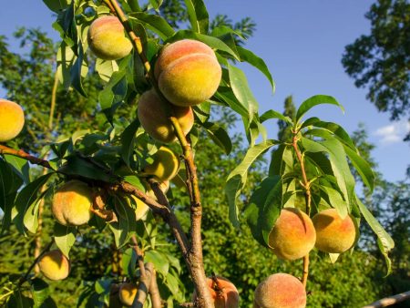 Loring Peach Tree For Cheap