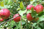 Sweet Sixteen Apple Trees Hot on Sale