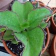 Walking Kalanchoe Plants Cheap