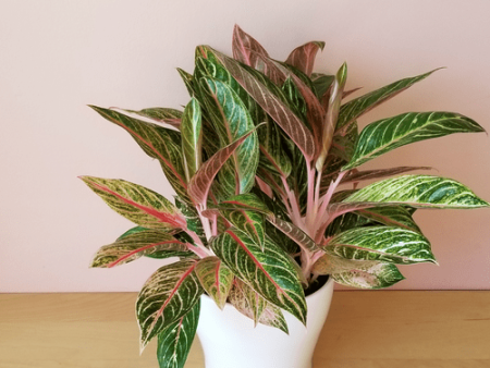 Aglaonema Sparkling Sarah Plants Online now