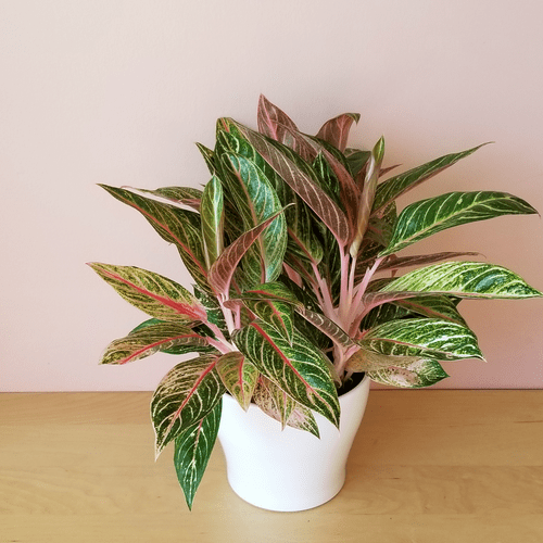 Aglaonema Sparkling Sarah Plants Online now