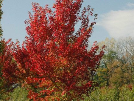 Autumn Flame Maple Trees Online