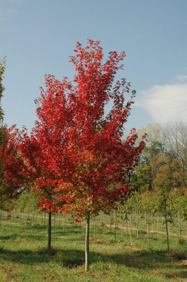 Autumn Flame Maple Trees Online