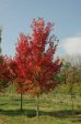 Autumn Flame Maple Trees Online